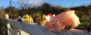 Curious creatures, Bosporthennis