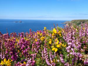 Furze, heather and The Brisons